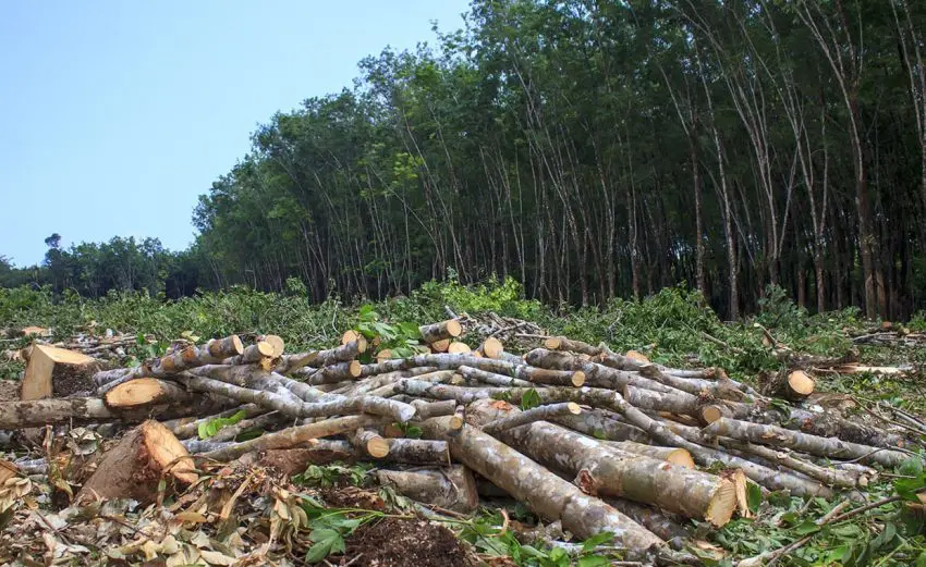 今も進んでいる森林破壊とは 原因と影響 スマートでんきコラム